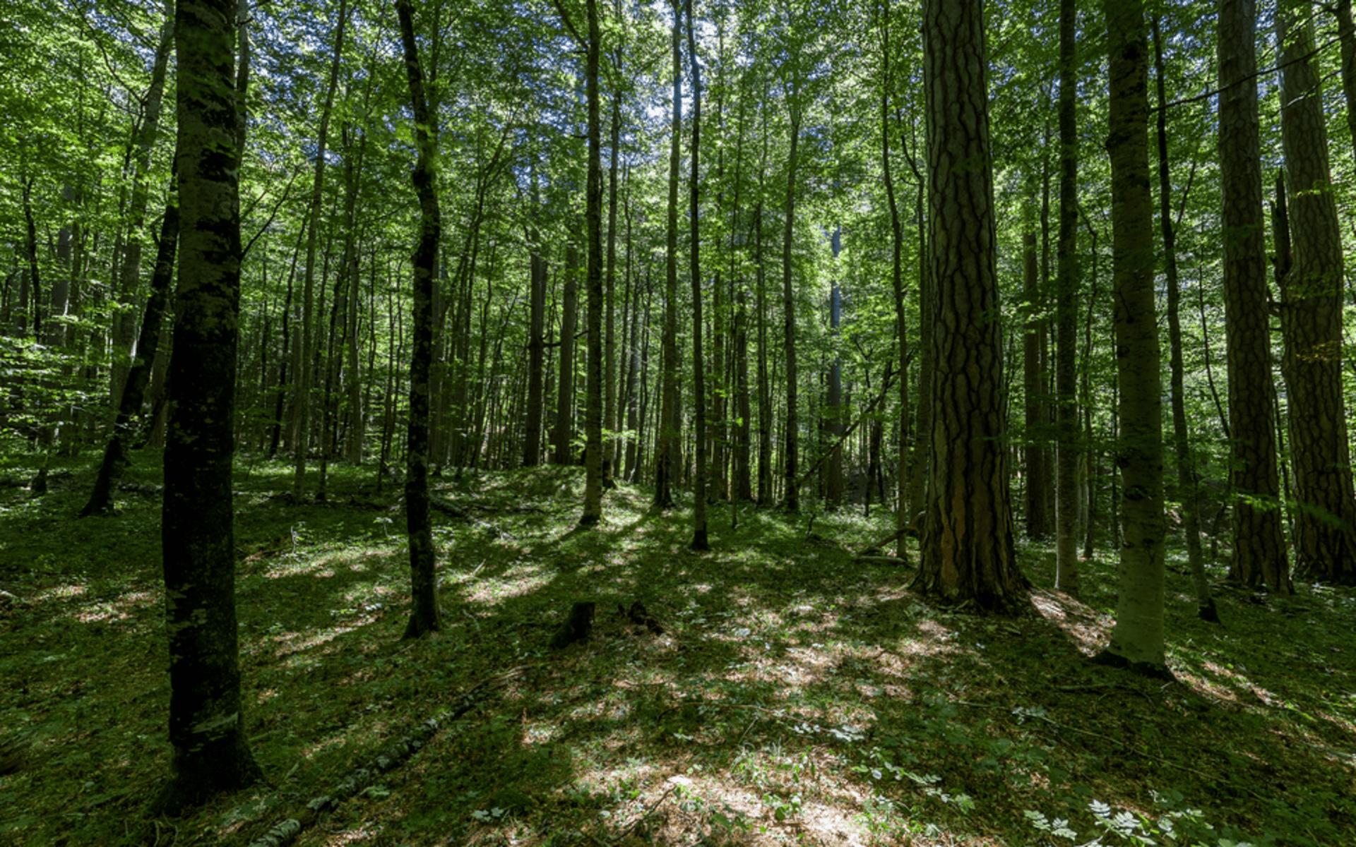 Crna Poda Nature Reserve